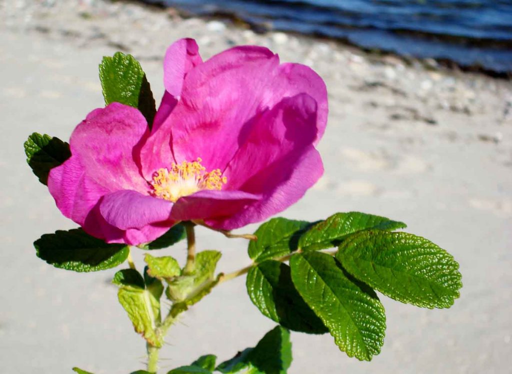 klinik for holistisk behandling