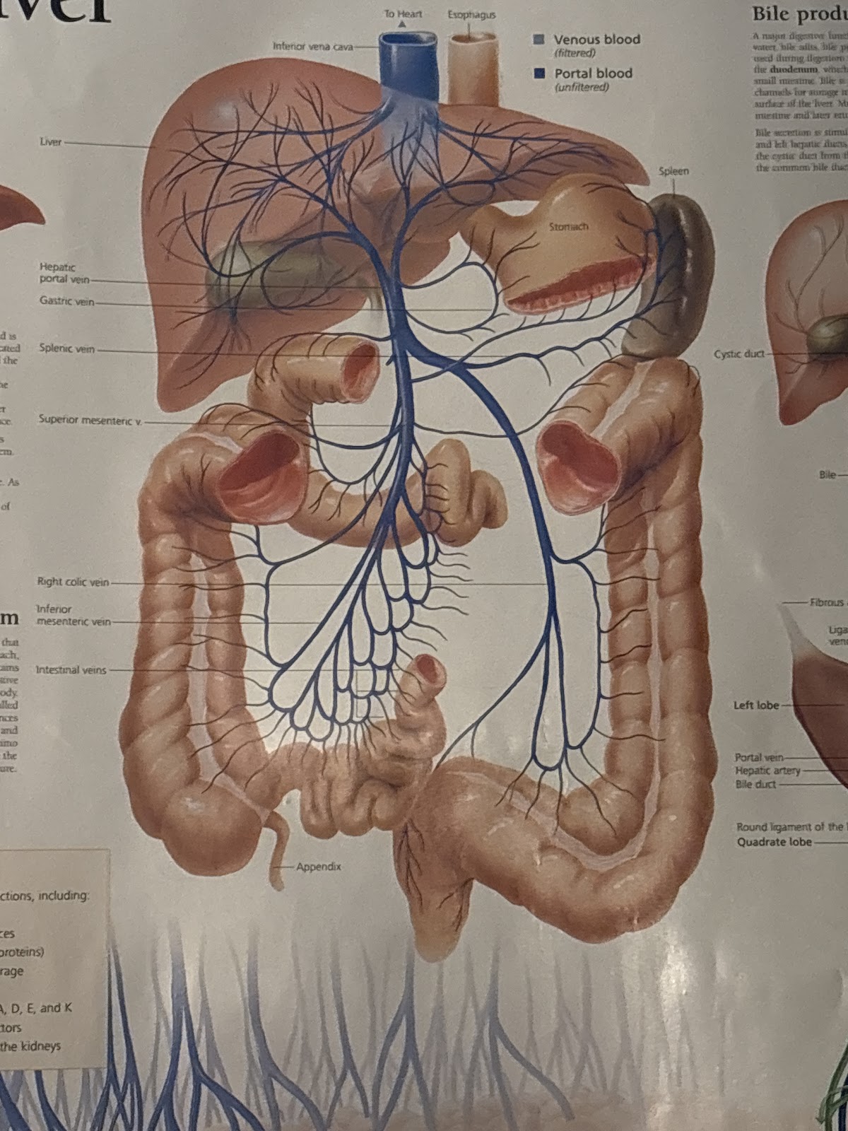 Amazing Body Colon Cleanse San Diego