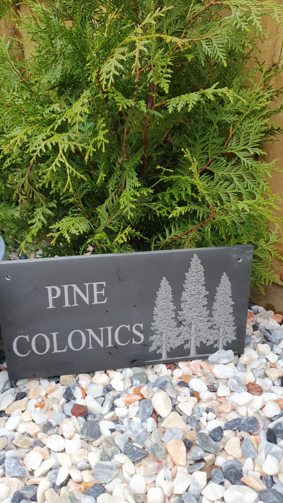 Pine Colonics