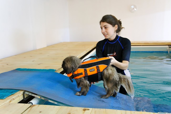 הידרותרפיה לכלבים - במרכז פידו | Fido Canine Hydrotherapy & Rehabilitation |